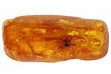 mm Detailed Fossil Spider (Aranea) In Baltic Amber #102769-1